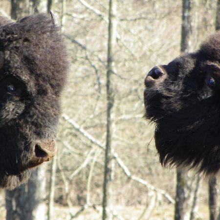 Willa Parc Animalier Du Herisson Doucier Zewnętrze zdjęcie