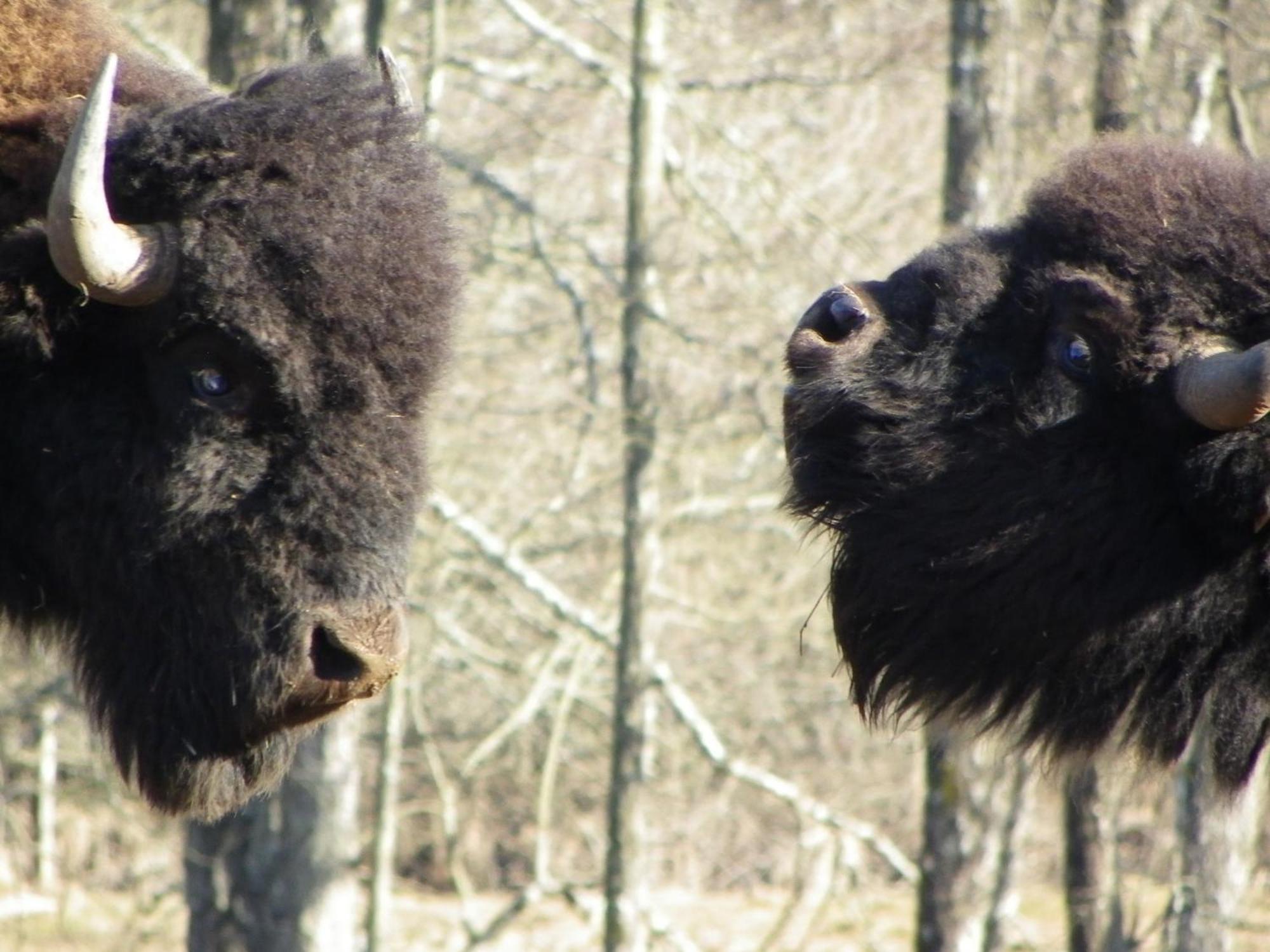 Willa Parc Animalier Du Herisson Doucier Zewnętrze zdjęcie
