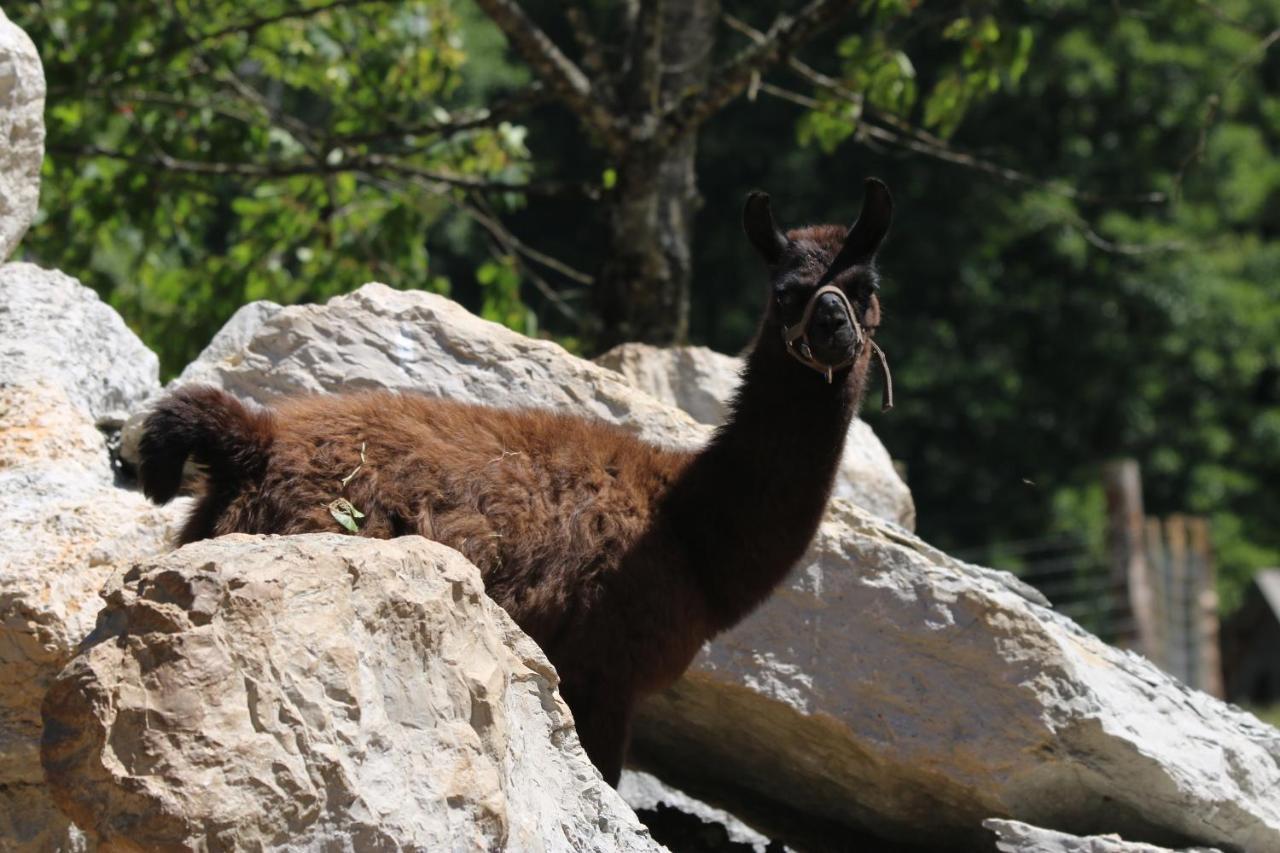 Willa Parc Animalier Du Herisson Doucier Zewnętrze zdjęcie