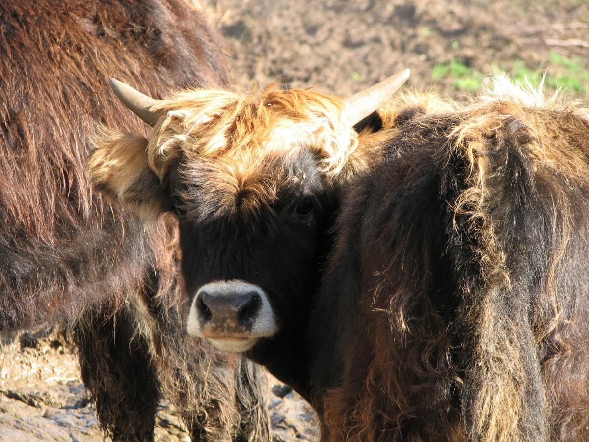 Willa Parc Animalier Du Herisson Doucier Zewnętrze zdjęcie