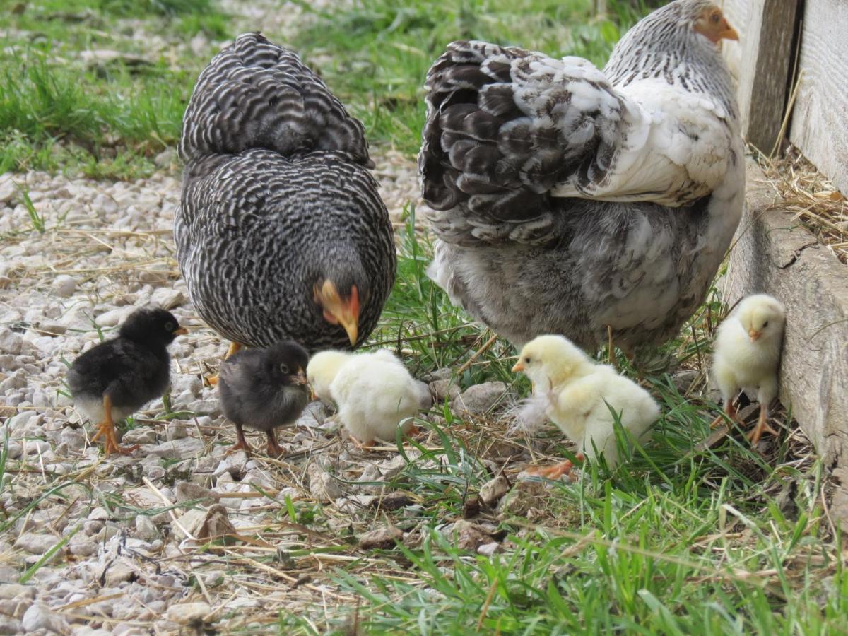 Willa Parc Animalier Du Herisson Doucier Zewnętrze zdjęcie