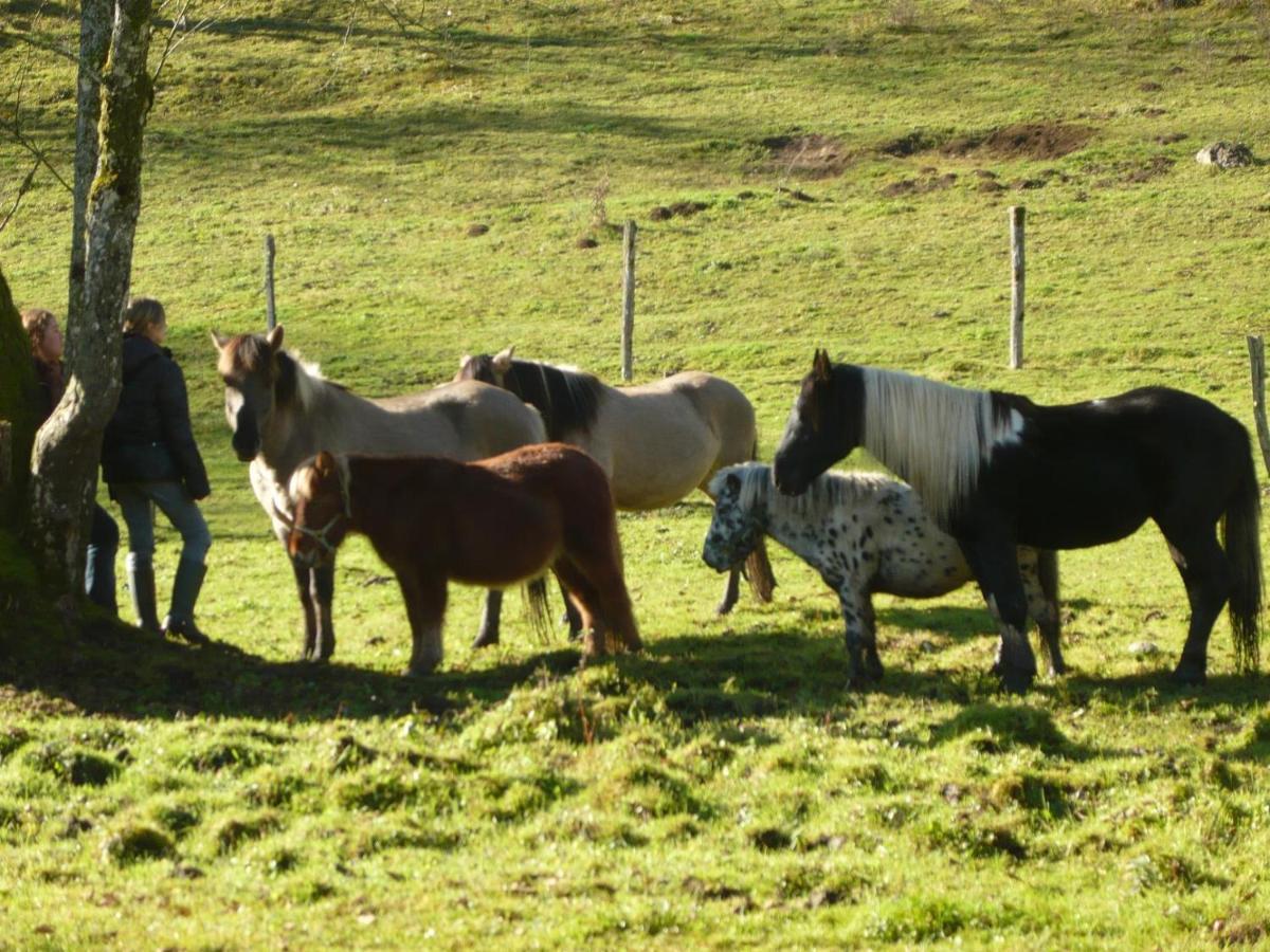 Willa Parc Animalier Du Herisson Doucier Zewnętrze zdjęcie